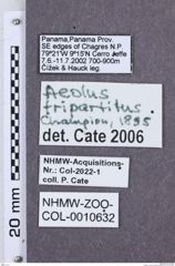 Etikette zu Aeolus tripartitus (NHMW-ZOO-COL-0010632)